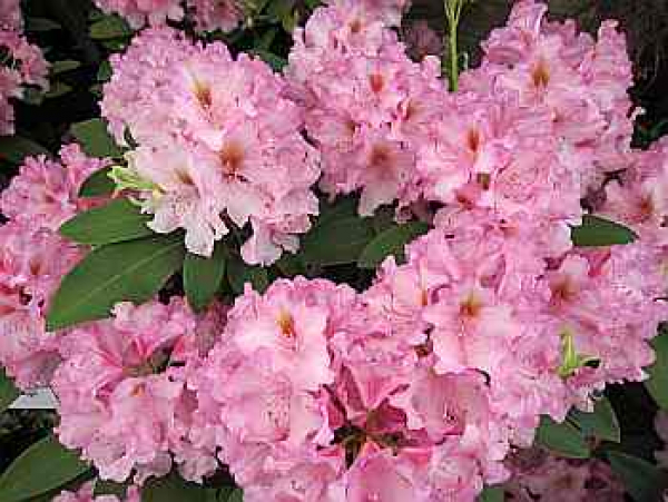Rhododendron Hybride Flamingo - Groblumige Alpenrose - Pflanzen online  kaufen