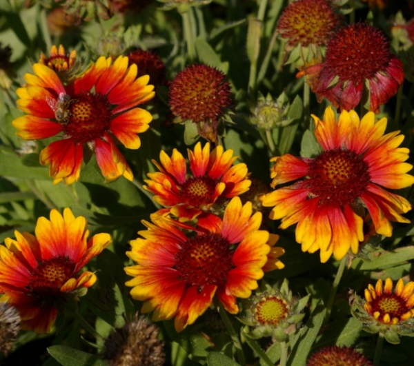 Gaillardia grandiflora Bijou - Kokardenblume -