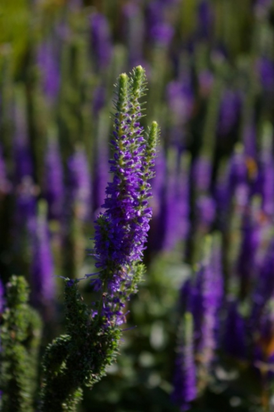Veronica spicata Ulster Dwarf Blue - Scheinähriger Ehrenpreis -