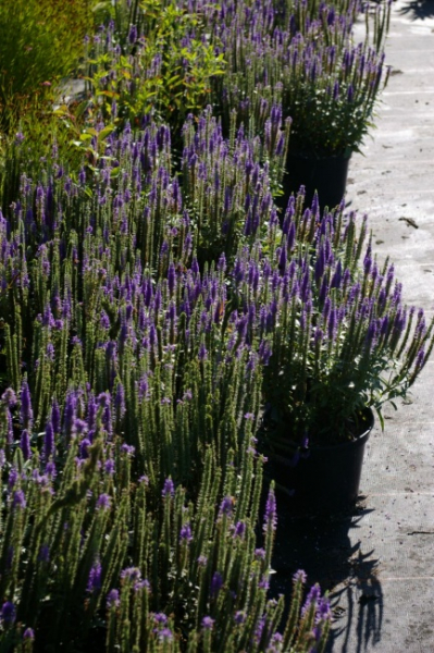 Veronica spicata Ulster Dwarf Blue - Scheinähriger Ehrenpreis -