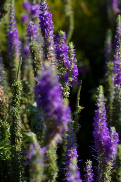 Veronica spicata Ulster Dwarf Blue - Scheinähriger Ehrenpreis -