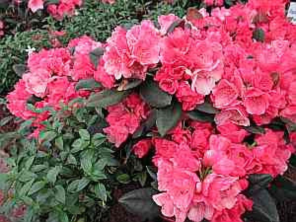 Großblumige Alpenrose Graf von Tilly - Rhododendron Hybride - 30-40