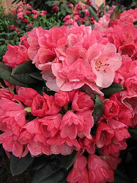 Großblumige Alpenrose Graf von Tilly - Rhododendron Hybride - 30-40