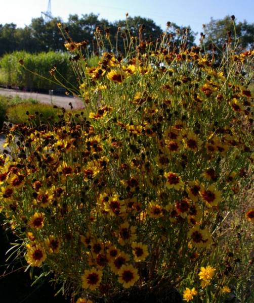 Coreopsis Pinapple Pie - Großblumiges Mädchenauge -