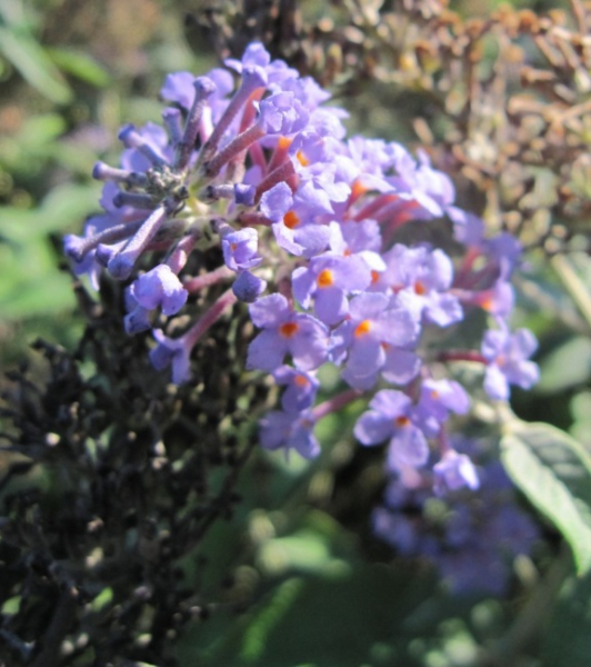 Buddleja davidii Lochinch - Sommerflieder - Schmetterlingsflieder - 60-80