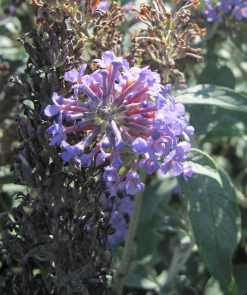 Buddleja davidii Lochinch - Sommerflieder - Schmetterlingsflieder - 60-80
