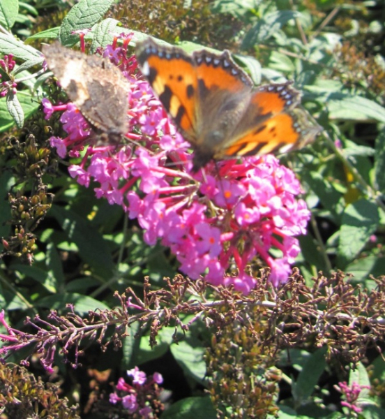 Buddleja davidii Pink Spread - Sommerflieder - Schmetterlingsflieder - 60-80