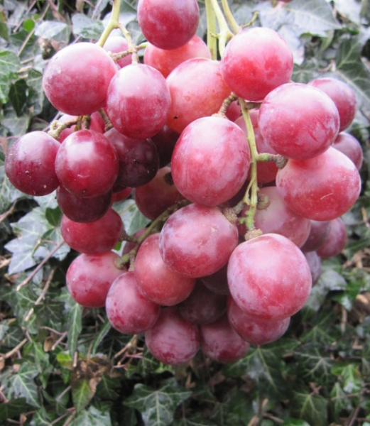 vitis chasselas royal