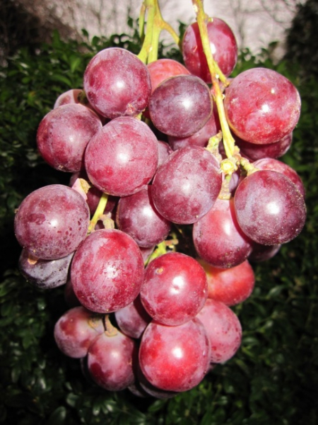 weintraube chasselas royal