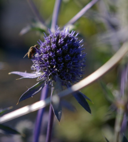 Eryngium planum Blauer Zwerg - Kleiner Mannstreu -