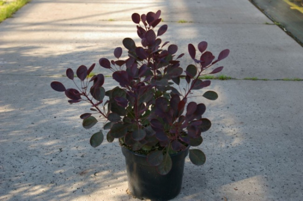 Cotinus coggygria Lilla - Perückenstrauch - 40-60
