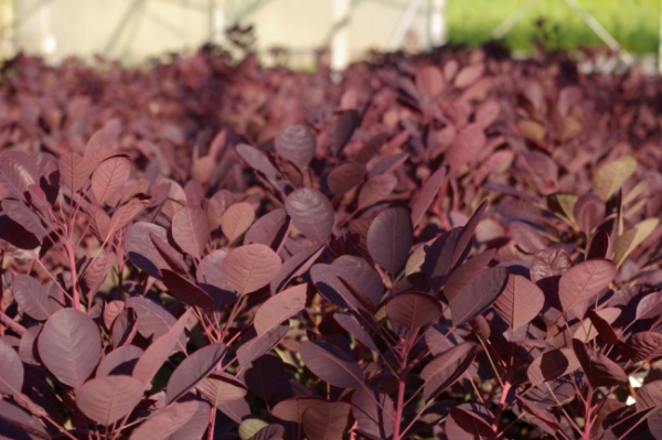 Cotinus coggygria Lilla - Perückenstrauch - 40-60