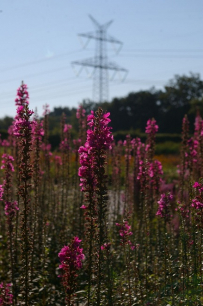 Lythrum salicaria Robert - Blutweiderich -