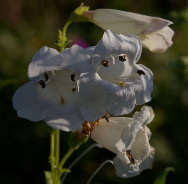 Penstemon White Bedder - Bartfaden -
