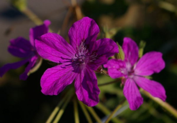 Pulmonaria angustifolia Azurea - Lungenkraut -