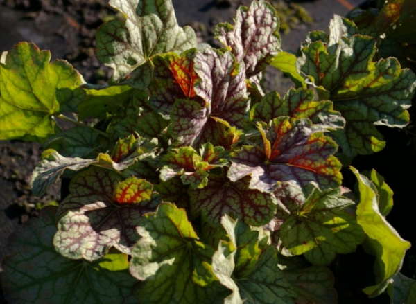 Heuchera hybr. Green Spice - Purpurglöckchen -