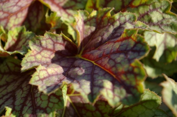 Heuchera hybr. Green Spice - Purpurglöckchen -