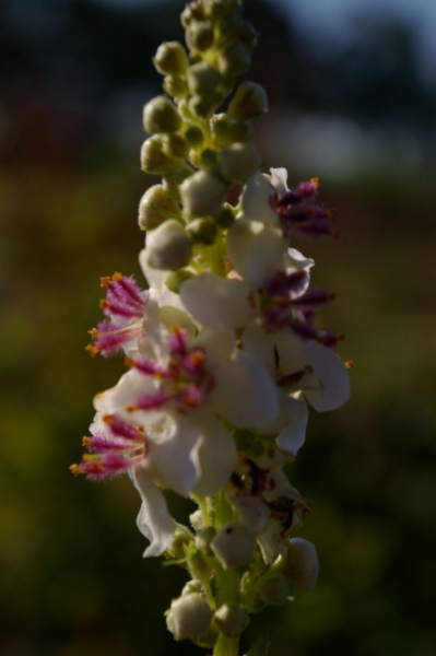 Verbascum chaixii Album - Königskerze -