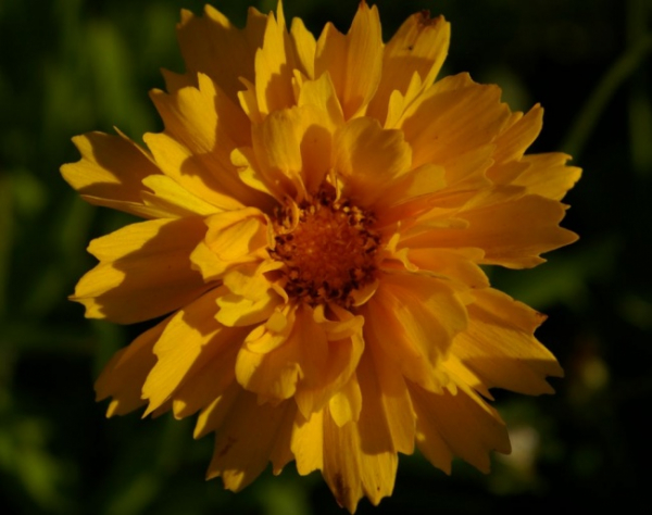 Coreopsis grandiflora Early Sunrise - Großblumiges Mädchenauge -