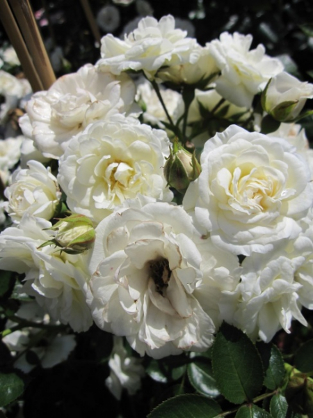 Kletterrose Waltz (R) - Kletterrose -