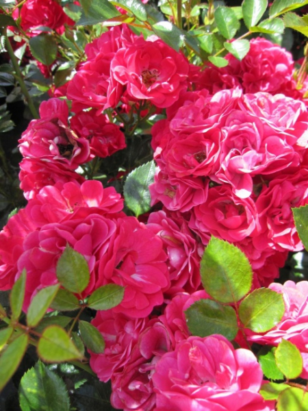 Bodendeckerrose Fairy Red® 92 - Rosa Fairy Red® 92 - scharlachrot -