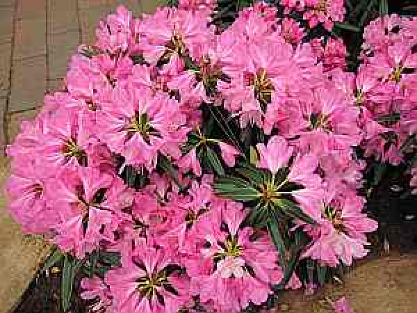 Rhododendron pontica "Graziella" 30-40