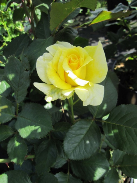Edelrose Aperitif ® - gelb gefüllte Teehybride - Duft+