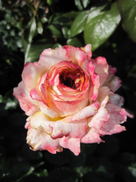 Strauchrose Maui ® - Rosa Maui ® -