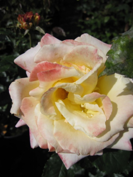 Strauchrose Maui ® - Rosa Maui ® -
