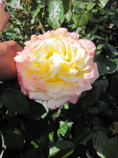 Strauchrose Maui ® - Rosa Maui ® -