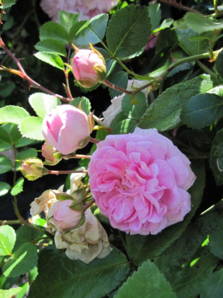Ramblerrose Dentelle de Malines (R)