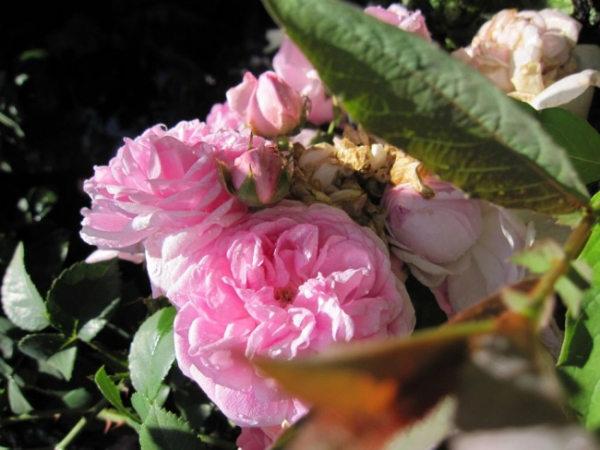 Ramblerrose Dentelle de Malines (R)