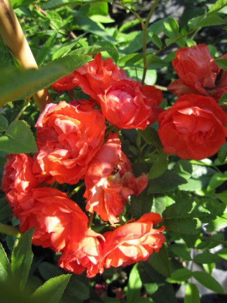 Kletterrose Climbing Orange Morsdag