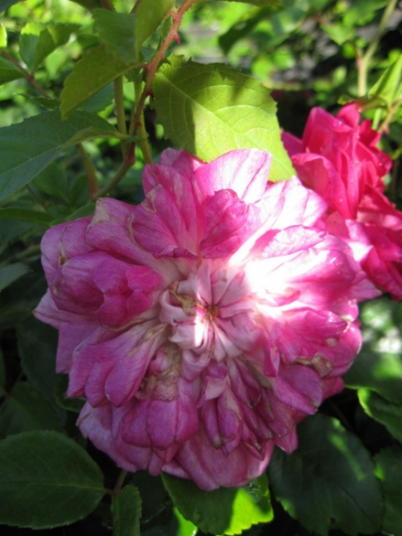 Ramblerrose Alexandre Girault