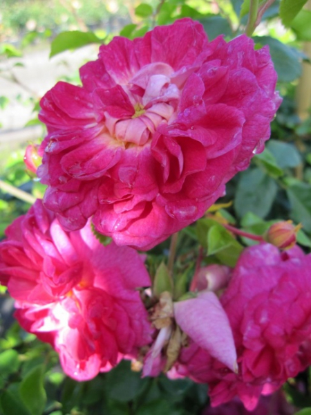 Ramblerrose Alexandre Girault