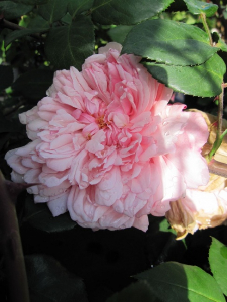 Ramblerrose Albertine (R)