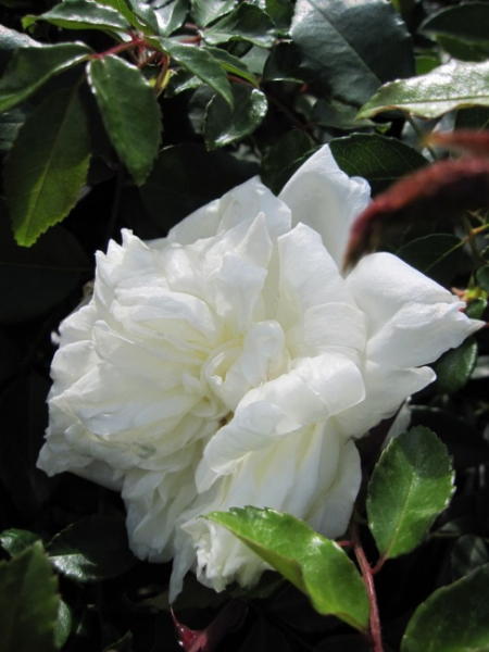 Ramblerrose Alberic Barbier (R)