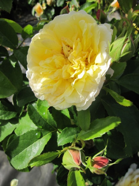 Kletterrose Soleil Vertical (R)