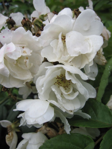 Ramblerrose Filipes Kiftsgate (R)