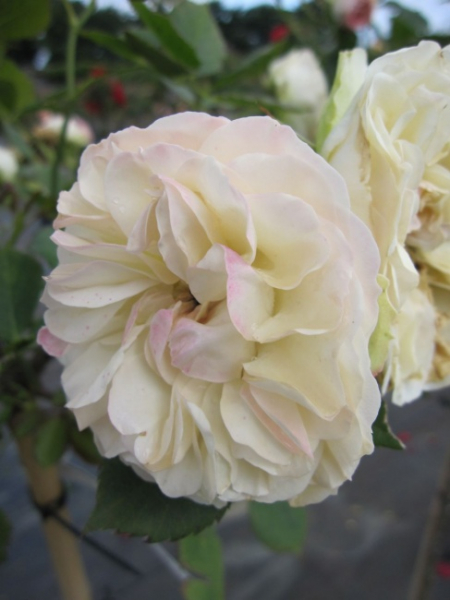 Stammrose Pastella (R)