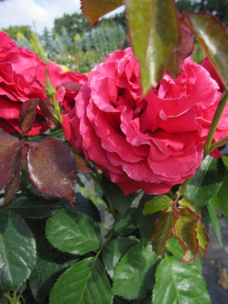 Stammrose Carris Harmanna (R)