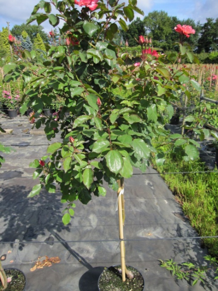 Hochstammrose Alissar Princess of Phoenicia ® - rosa Blüten - Duft++