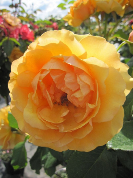 Hochstammrose Amber Queen