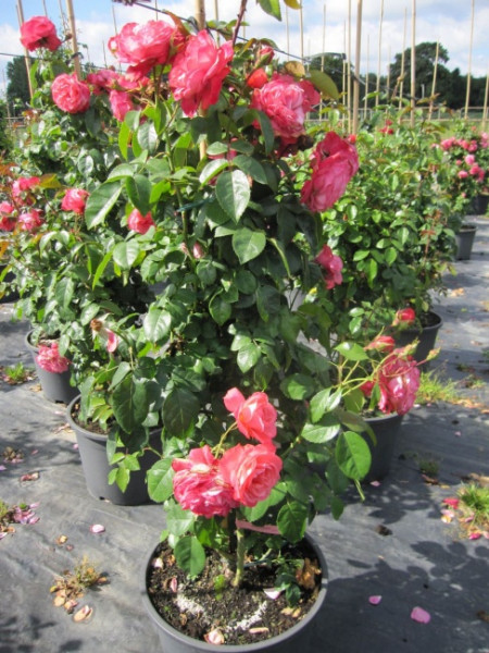 Kletterrose  Rosanna  (R) XL