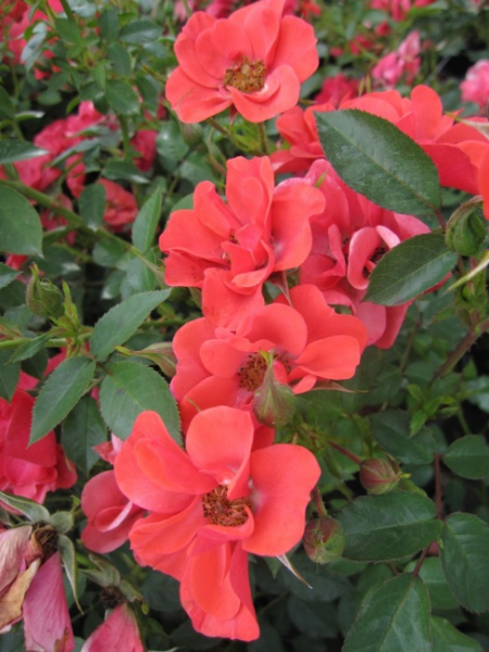 Bodendeckerrose Kirsch Cover® syn. Petaluma Cover® - Rosa Kirsch Cover® syn. Petaluma Cover® - rot gemischt - Poulsen-Ro