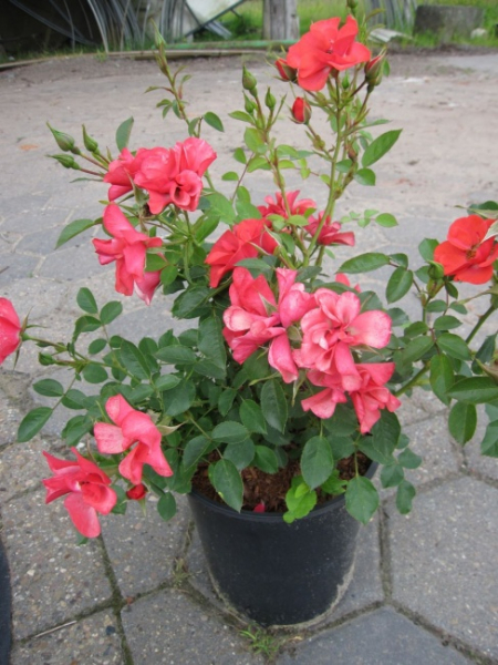 Bodendeckerrose Kirsch Cover® syn. Petaluma Cover® - Rosa Kirsch Cover® syn. Petaluma Cover® - rot gemischt - Poulsen-Ro