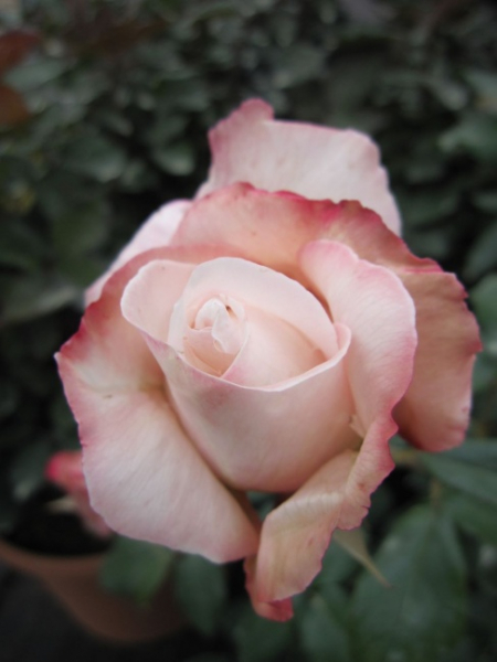 Edelrose Nadja Renaissance (R)