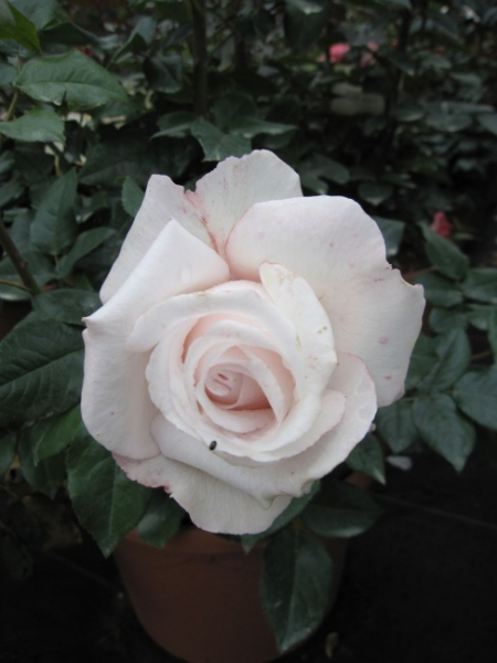 Edelrose Nadja Renaissance (R)