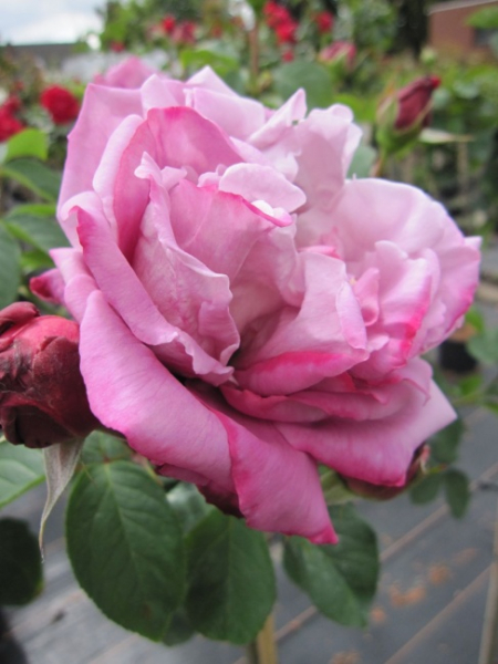 Hochstammrosen Waltz Time