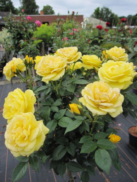 Rose Sun Hit